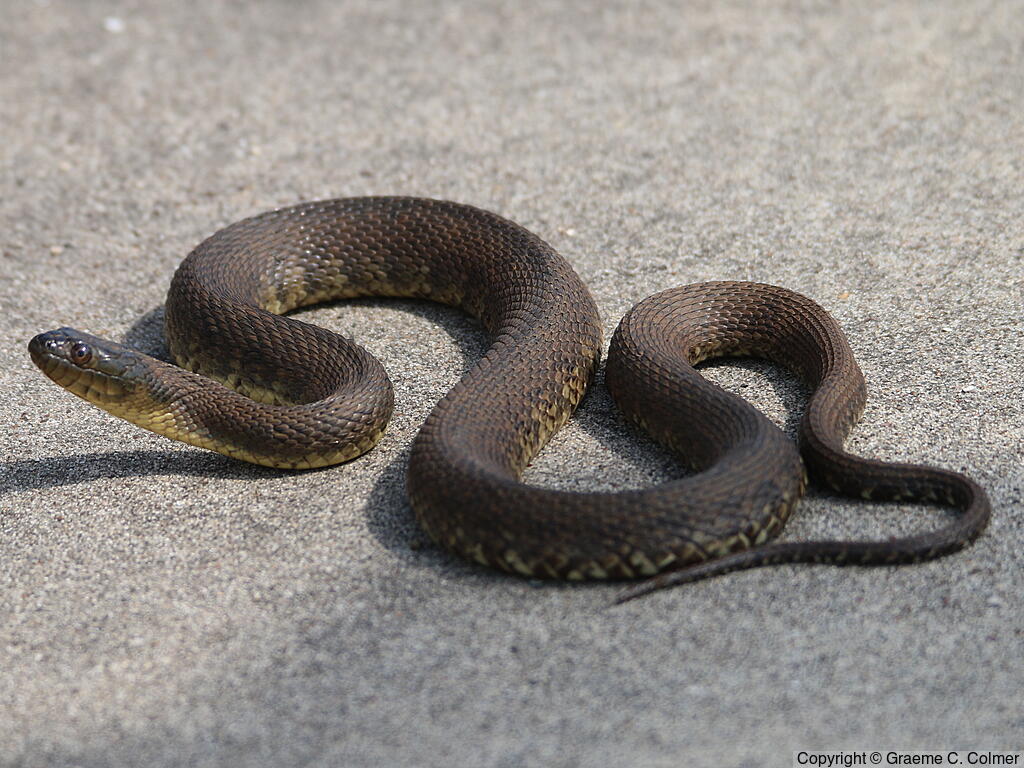 Mississippi Green Watersnake (Nerodia cyclopion) - Adult