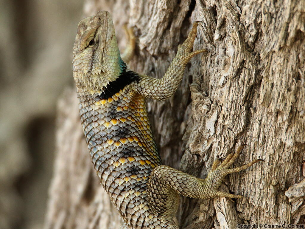 Desert Spiny Lizard (Sceloporus magister) - Adult male
