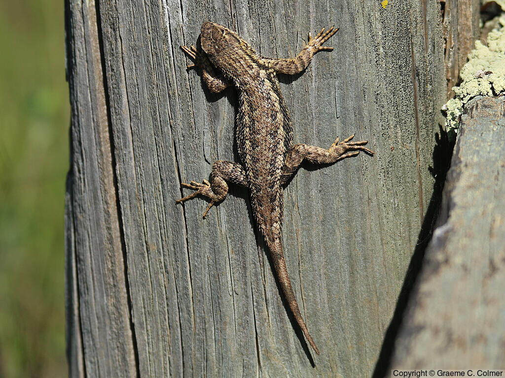 Western Fence Lizard (Sceloporus occidentalis) - Adult (Coast Range)