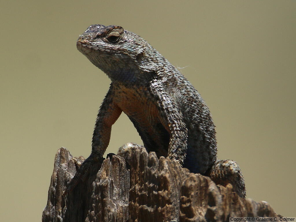 Western Fence Lizard (Sceloporus occidentalis) - Adult (Great Basin)