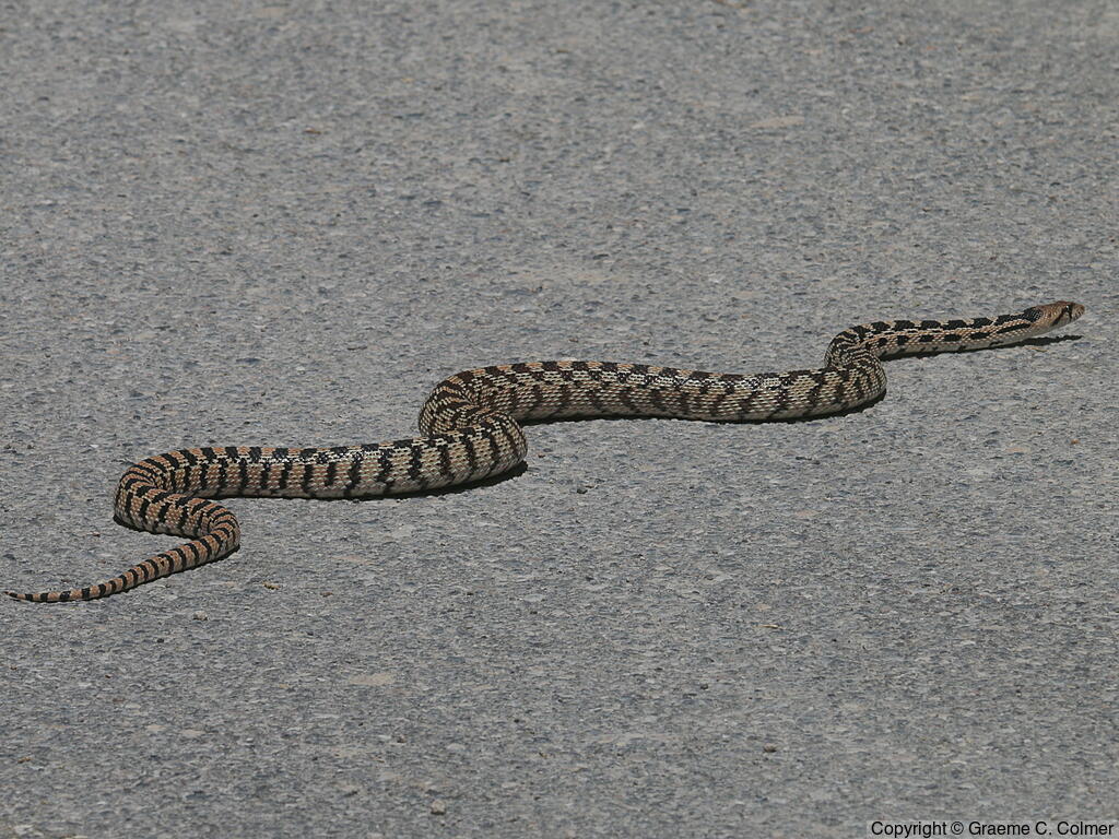 Gophersnake (Pituophis catenifer) - Gopher Snake