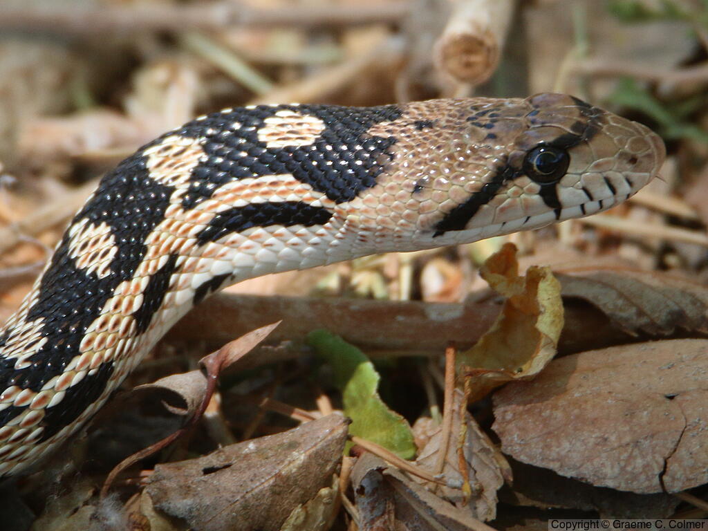 Gophersnake (Pituophis catenifer) - Gopher Snake