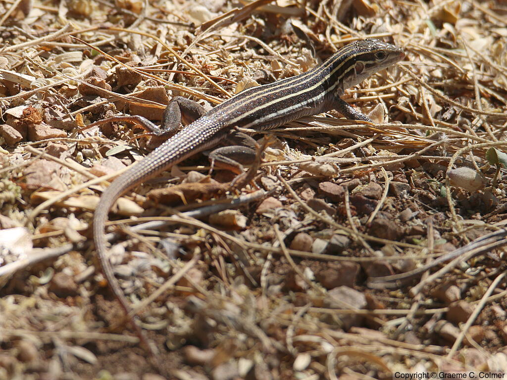 Plateau Striped Whiptail (Aspidoscelis velox) - Adult