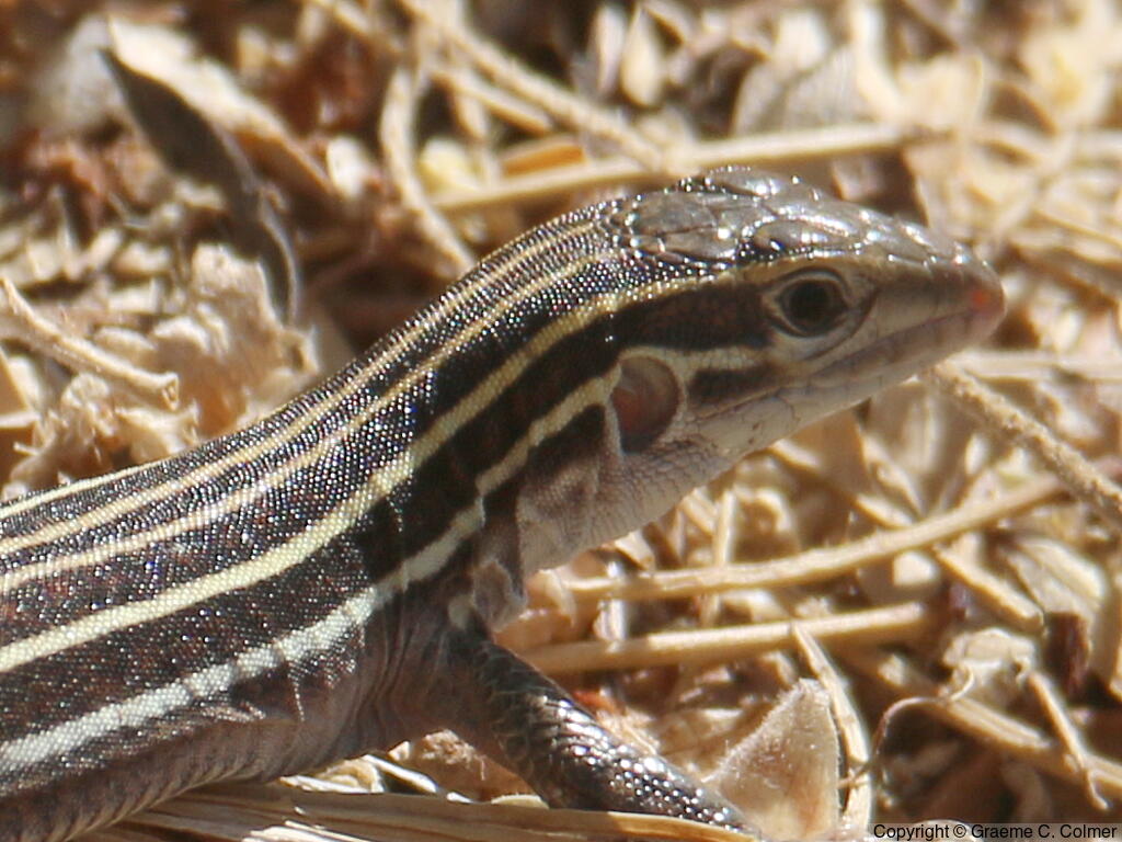 Plateau Striped Whiptail (Aspidoscelis velox) - Adult