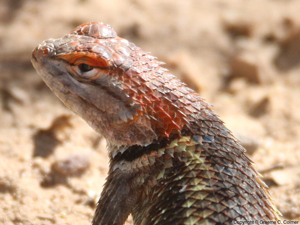 Yellow-backed Spiny Lizard (Sceloporus uniformis) - Breeding female