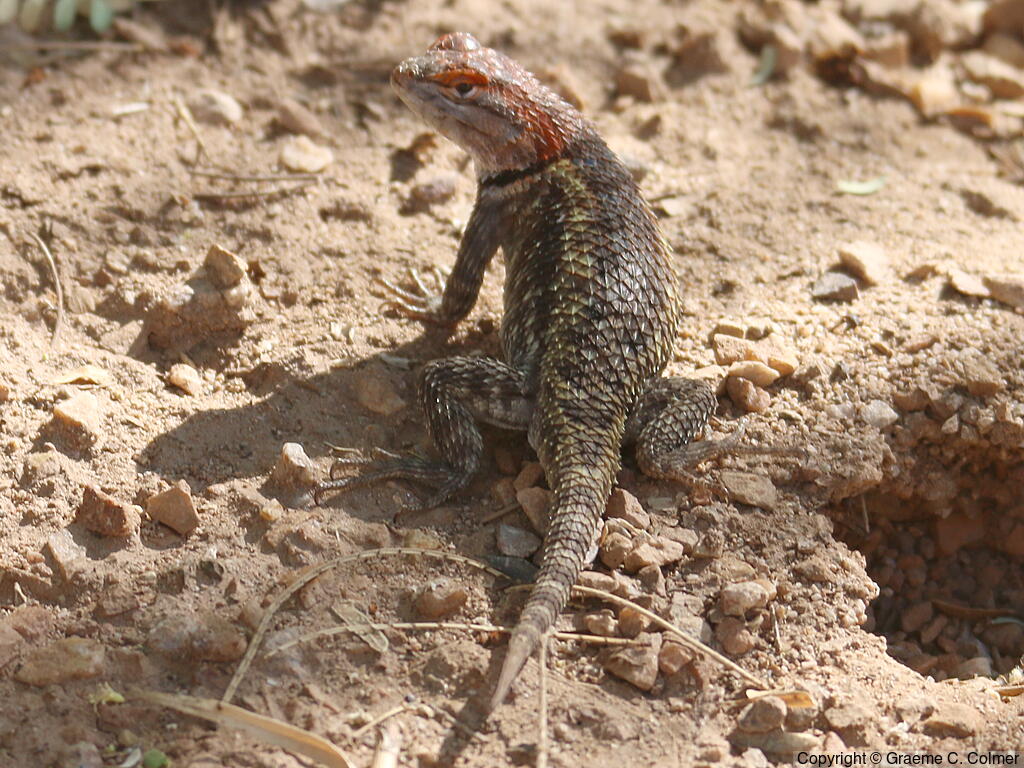Yellow-backed Spiny Lizard (Sceloporus uniformis) - Breeding female