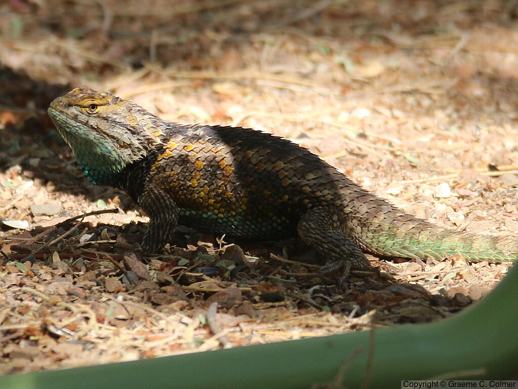 Yellow-backed Spiny Lizard (Sceloporus uniformis) - Adult male