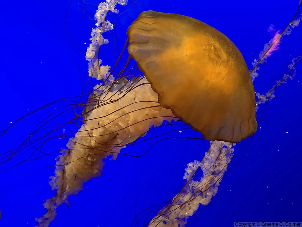Chrysaora fuscescens - Adult