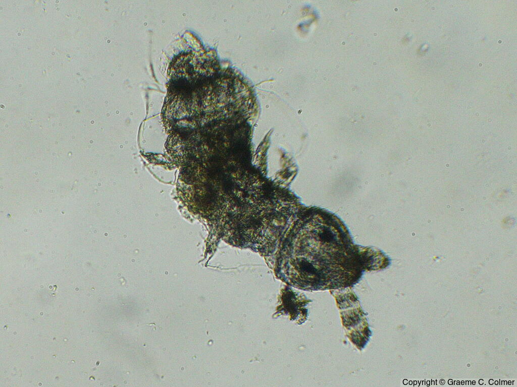 Milnesium tardigradum - Milnesium tardigradum