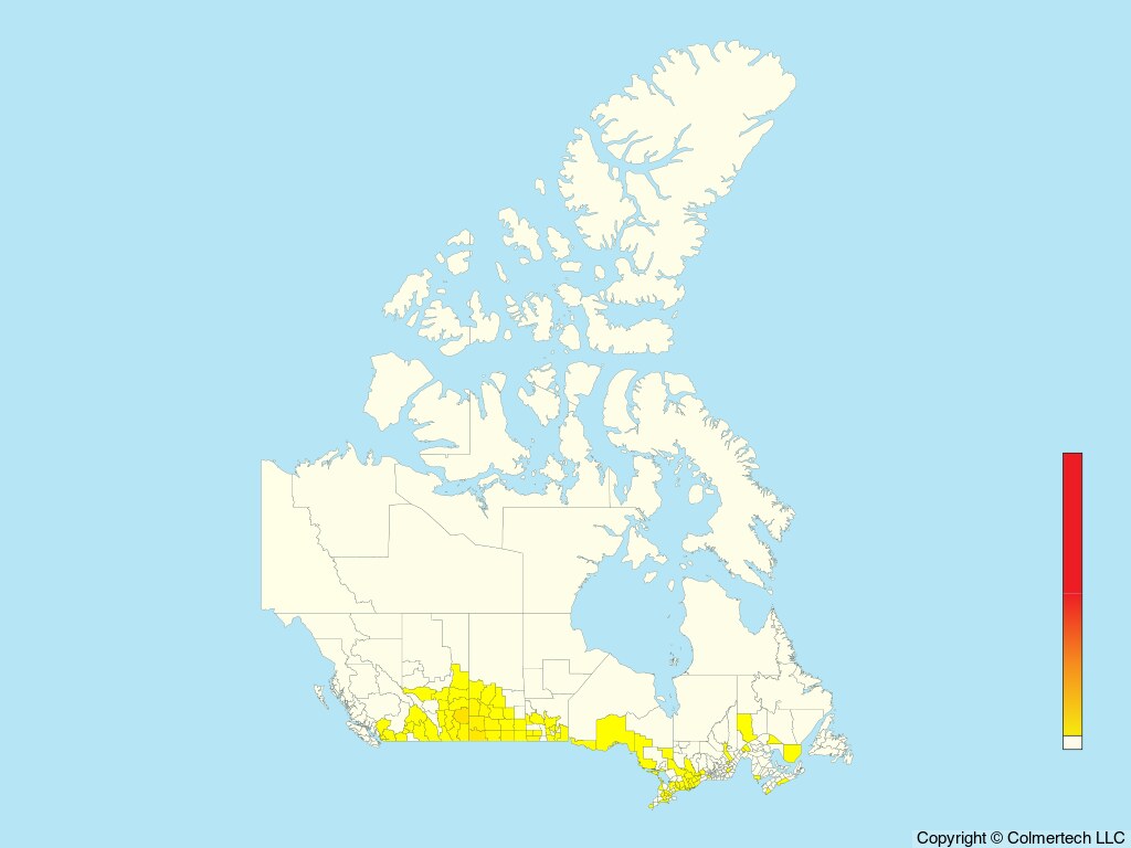 Loggerhead Shrike (Lanius ludovicianus) - Canada
