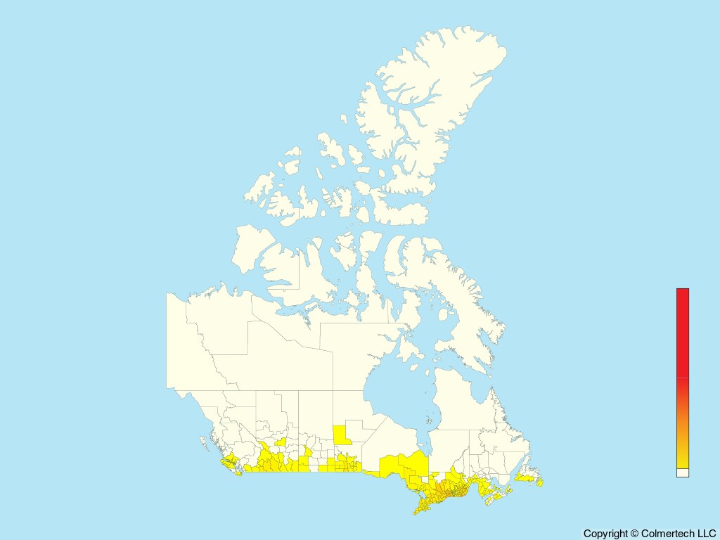 Wild Turkey (Meleagris gallopavo) - Canada
