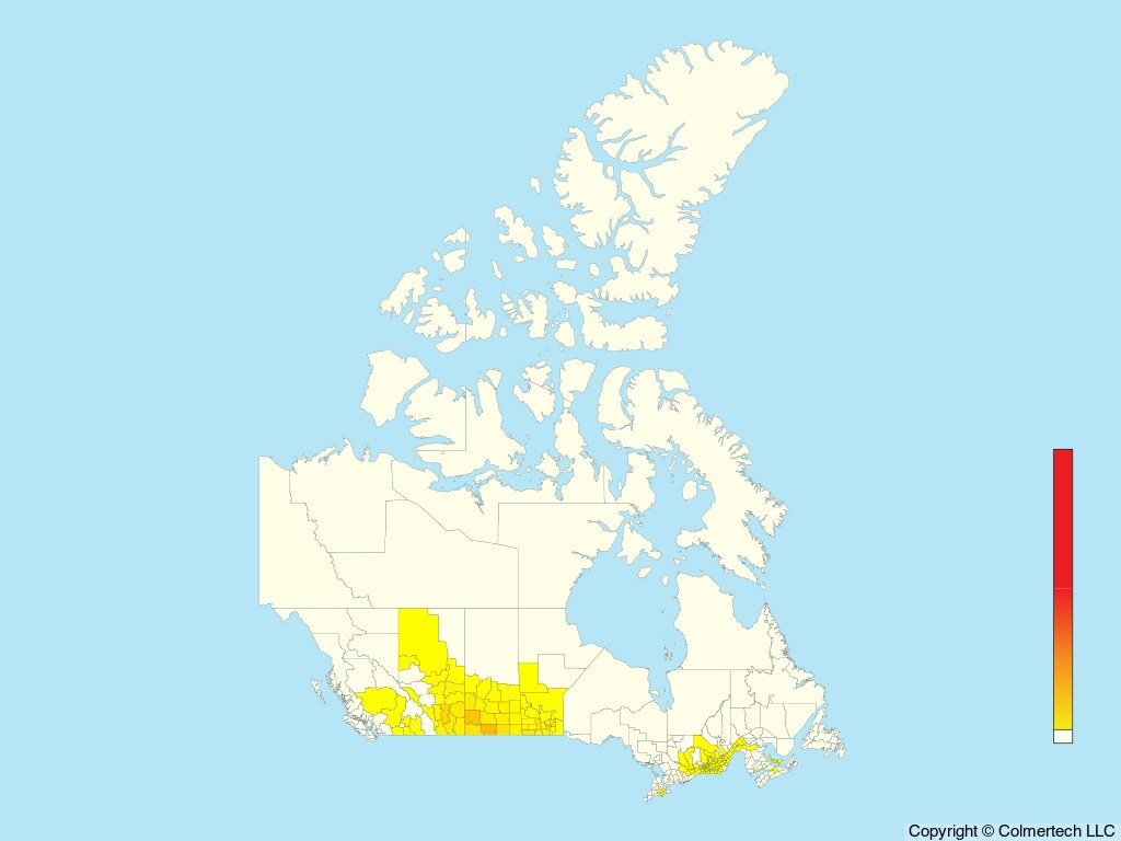 Gray Partridge (Perdix perdix) - Canada