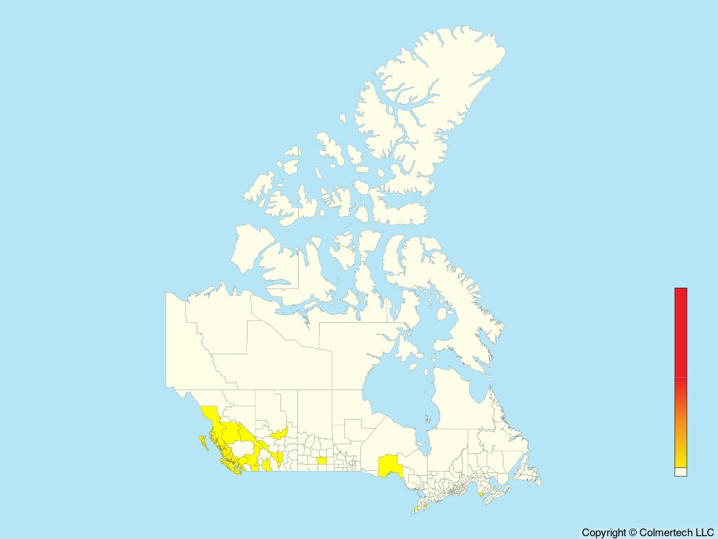 Ancient Murrelet (Synthliboramphus antiquus) - Canada