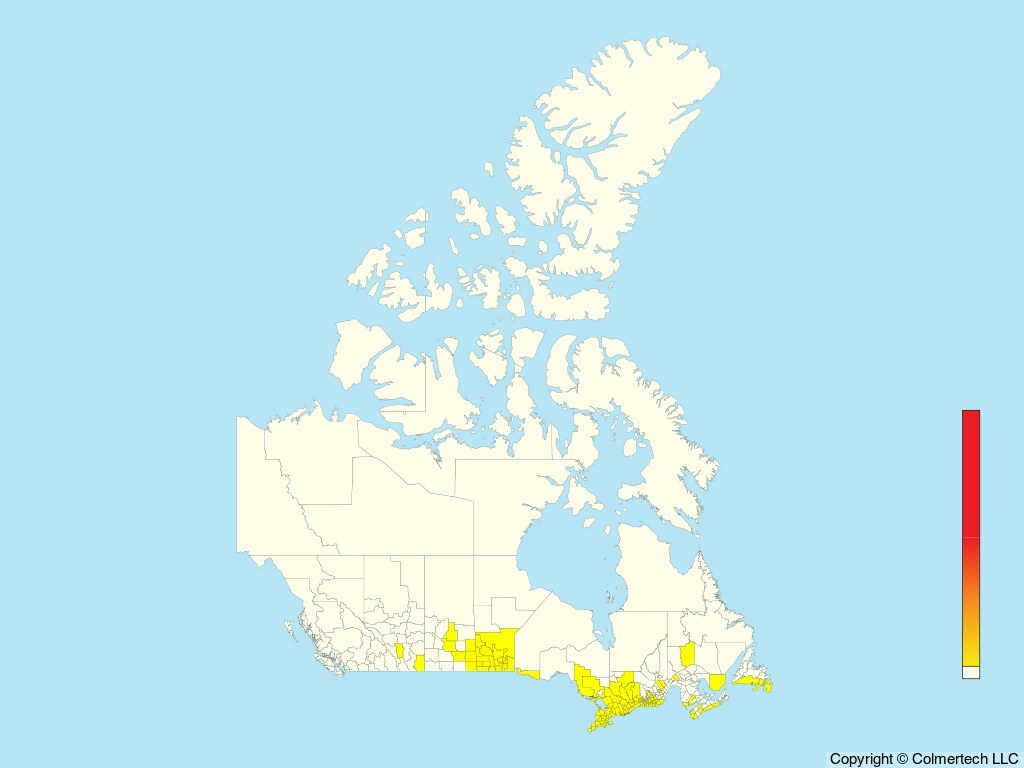 Yellow-throated Vireo (Vireo flavifrons) - Canada