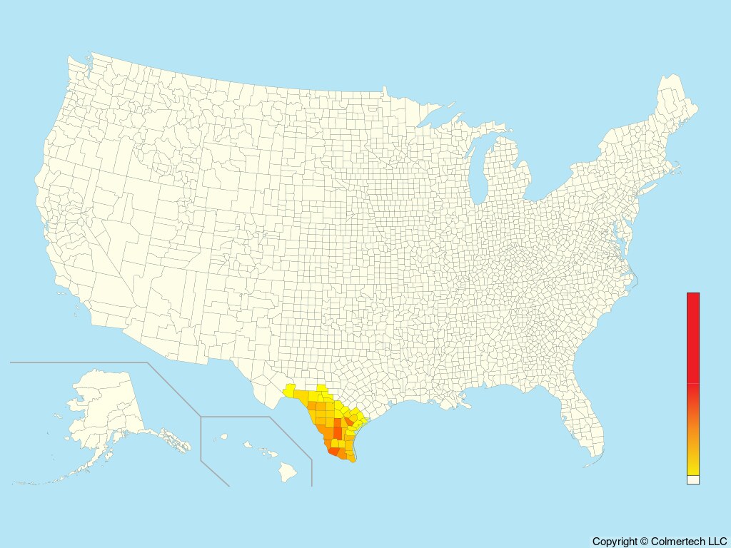 Olive Sparrow (Arremonops rufivirgatus) - United States