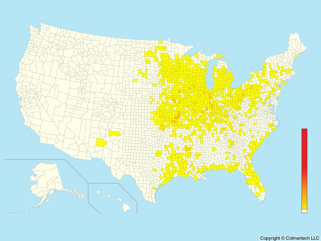 Henslow's Sparrow (Centronyx henslowii) - United States