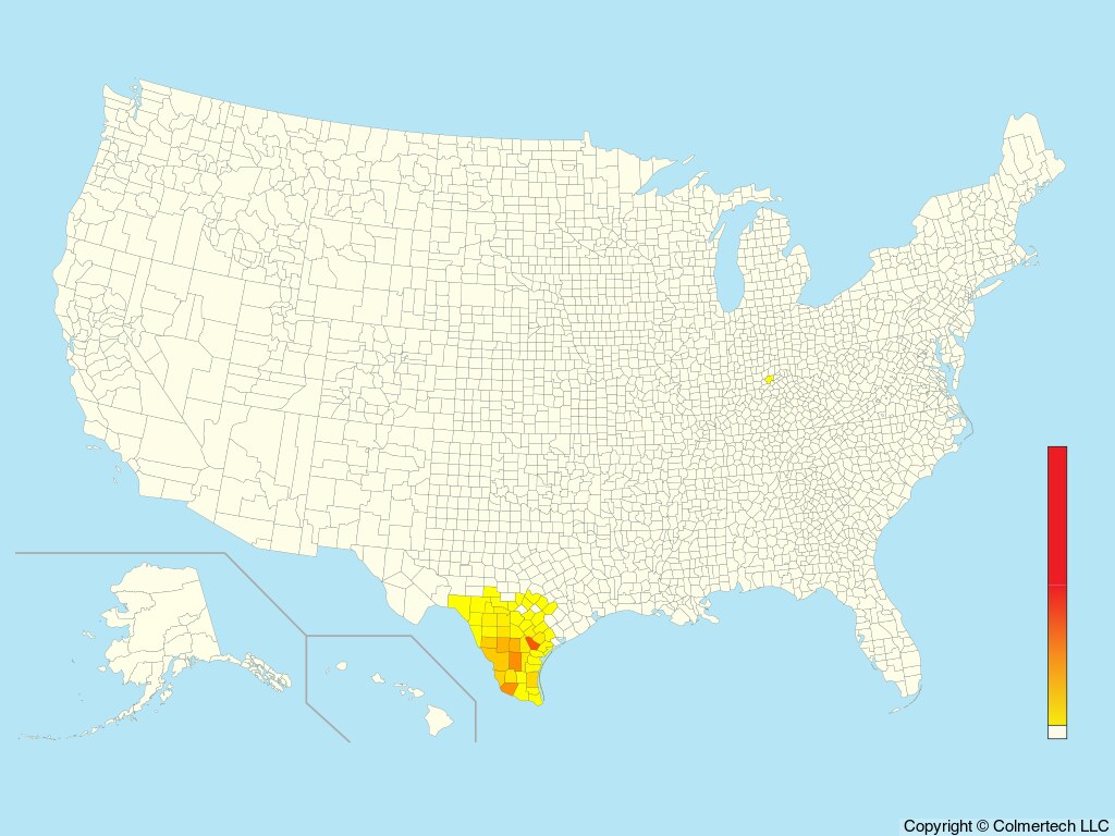 Audubon's Oriole (Icterus graduacauda) - United States