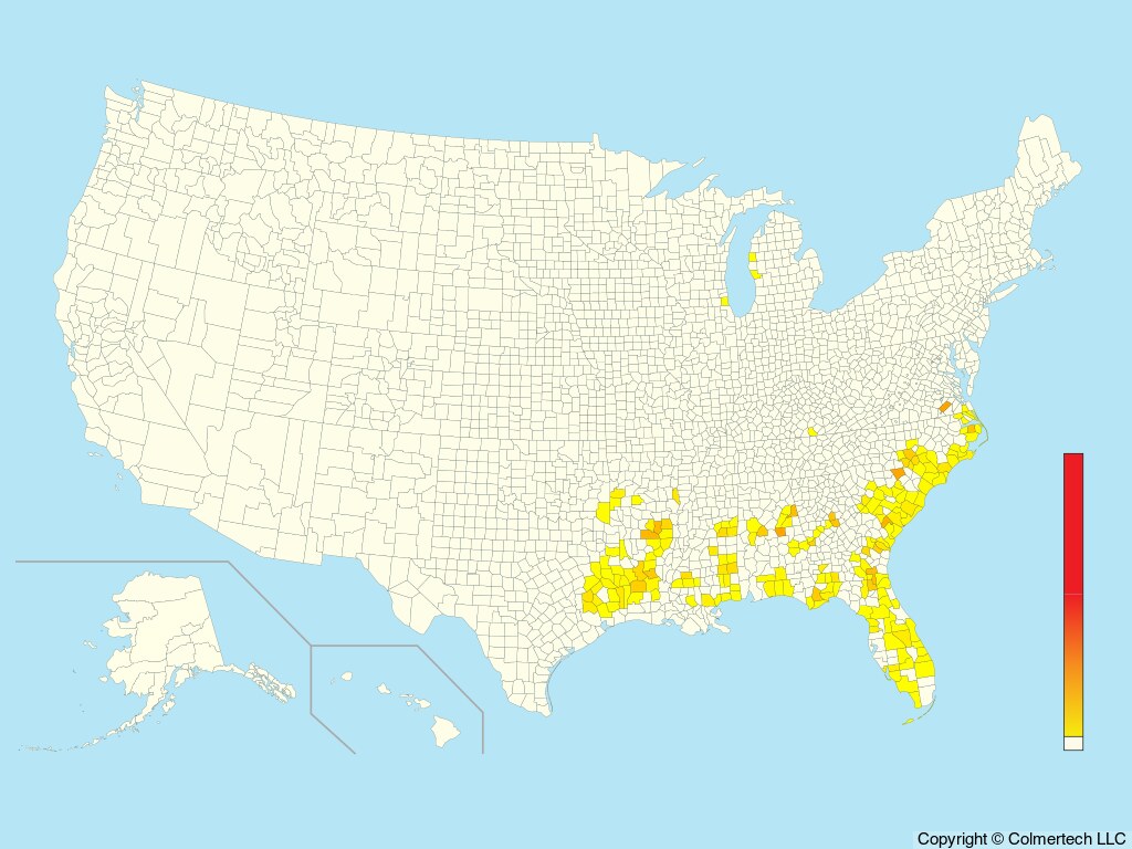 Red-cockaded Woodpecker (Leuconotopicus borealis) - United States