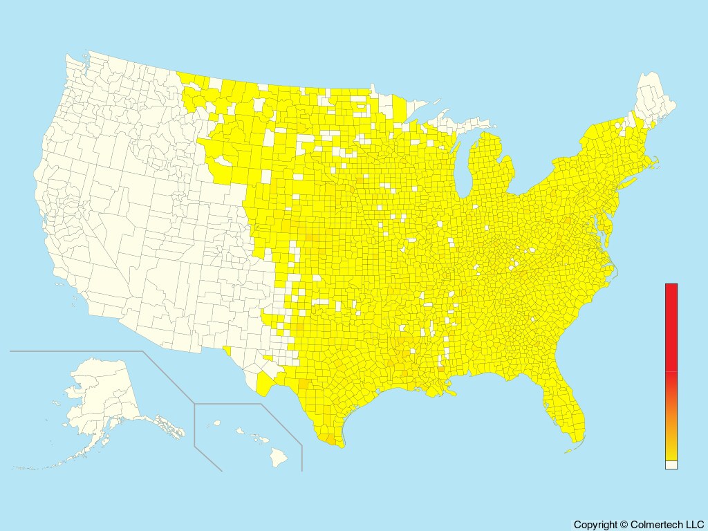 Eastern Screech-Owl (Megascops asio) - United States