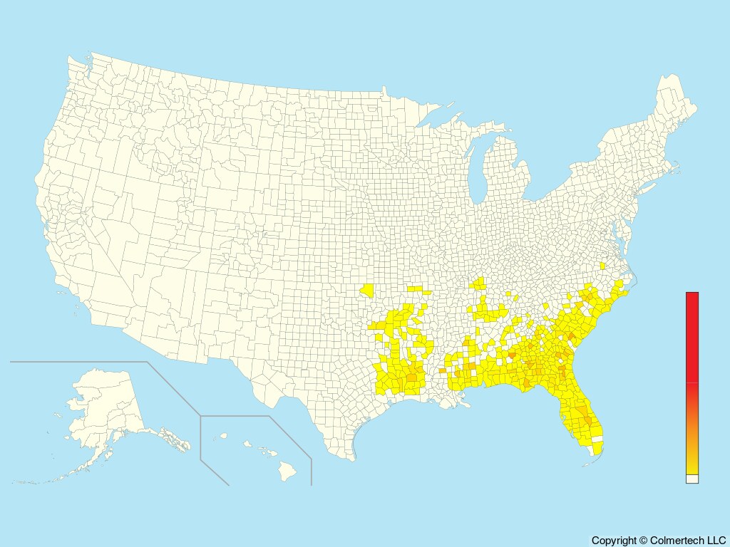 Bachman's Sparrow (Peucaea aestivalis) - United States