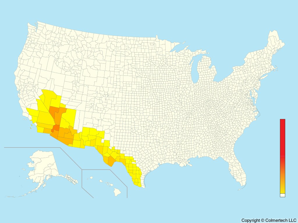 Black-tailed Gnatcatcher (Polioptila melanura) - United States