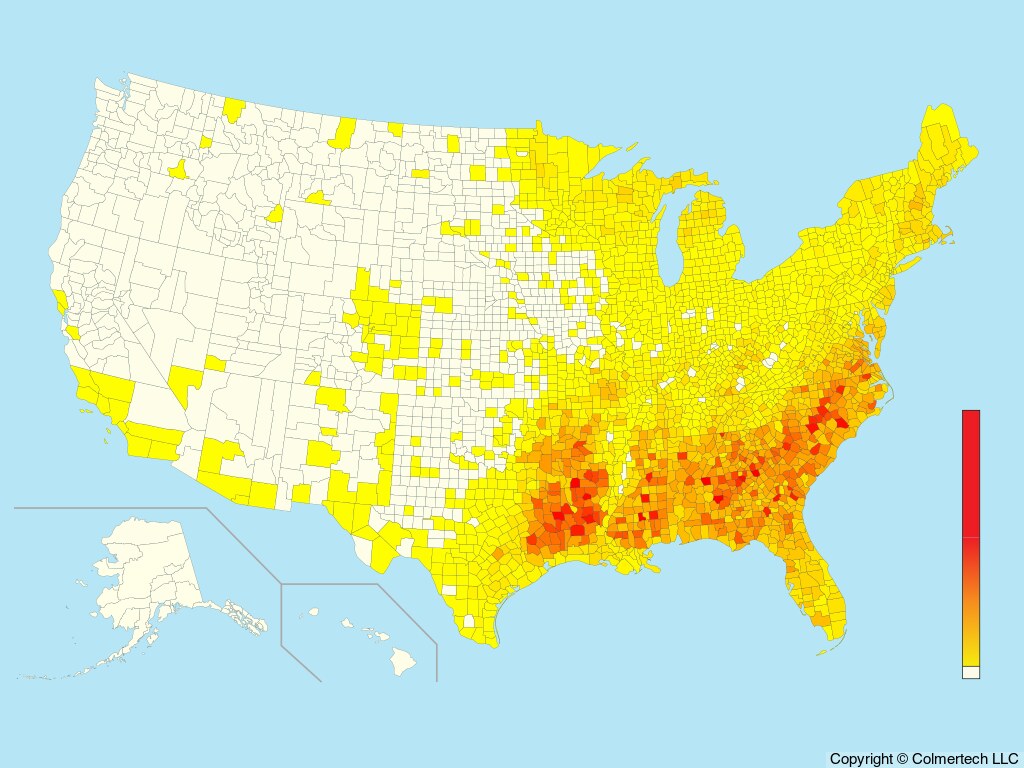 Pine Warbler (Setophaga pinus) - United States