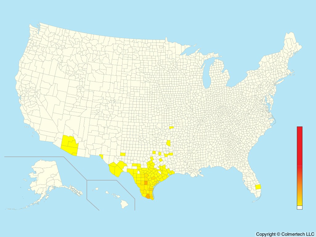 Least Grebe (Tachybaptus dominicus) - United States