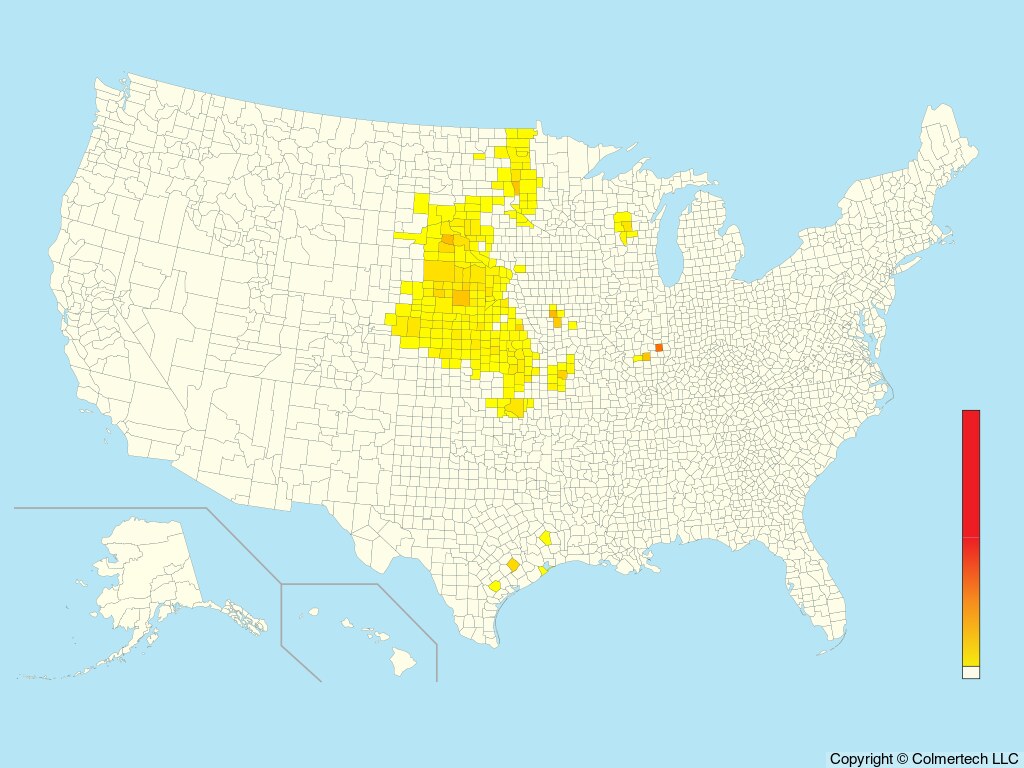 Greater Prairie-Chicken (Tympanuchus cupido) - United States