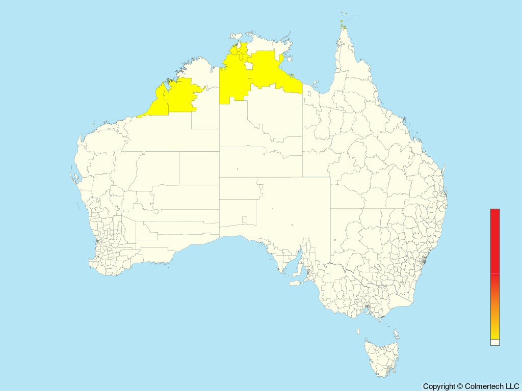 House Swift (Apus nipalensis) - Australia