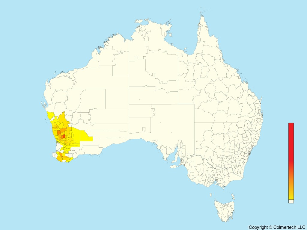 Western Corella (Cacatua pastinator) - Australia
