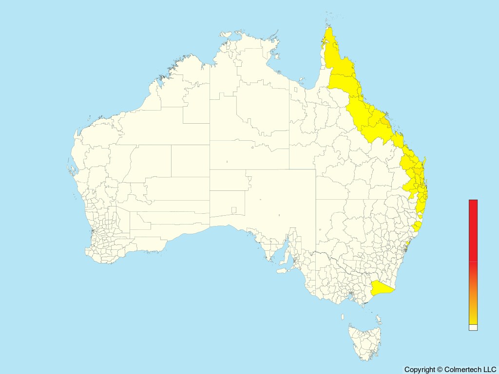 White-eared Monarch (Carterornis leucotis) - Australia