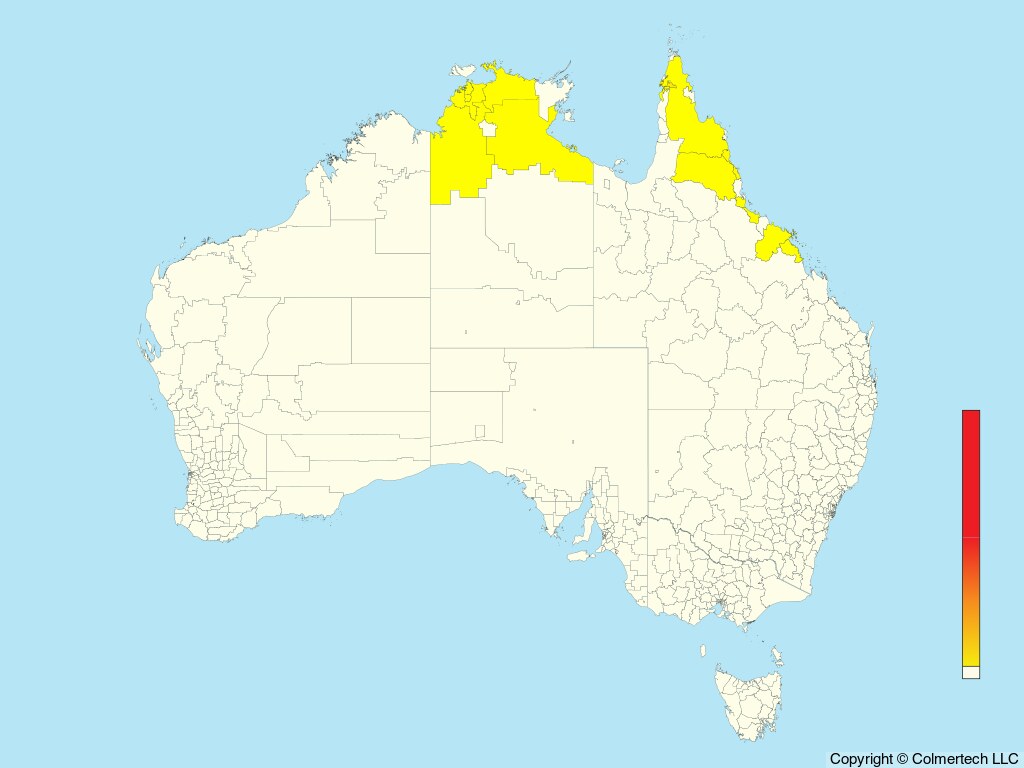 Rufous Owl (Ninox rufa) - Australia