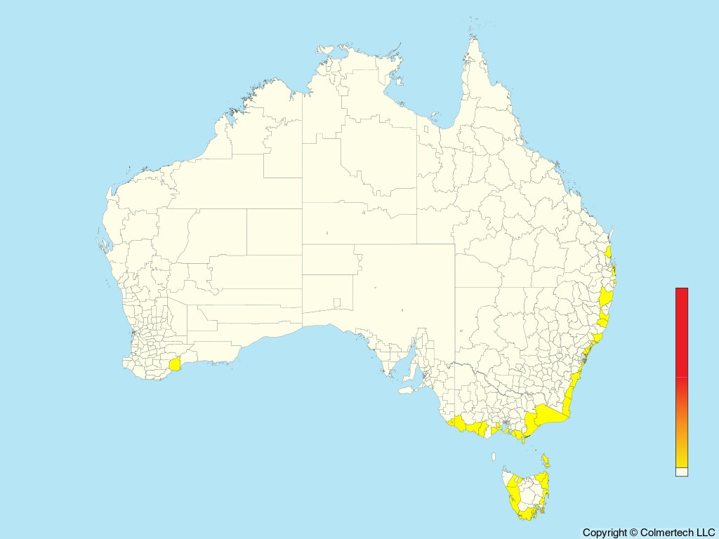 Buller's Albatross (Thalassarche bulleri) - Australia