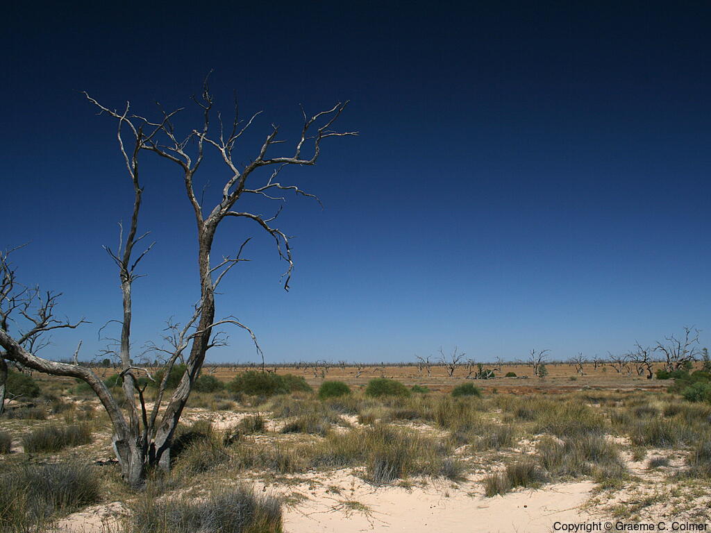 Kinchega National Park - Landscape