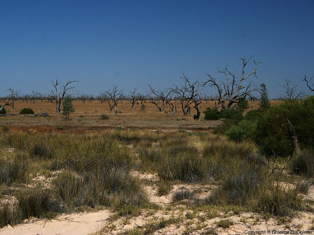 Kinchega National Park - Landscape