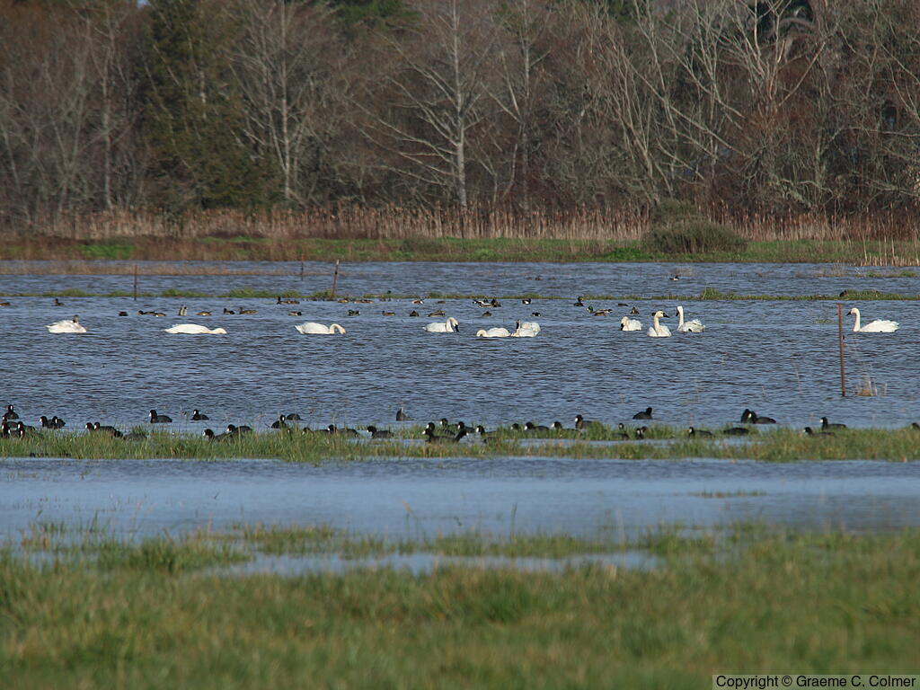 Humboldt Bay National Wildlife Refuge - Habitat