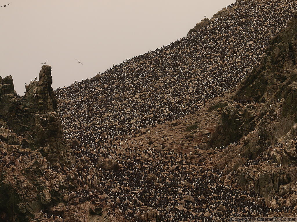 Farallon National Wildlife Refuge - Common Murre Breeding Colony