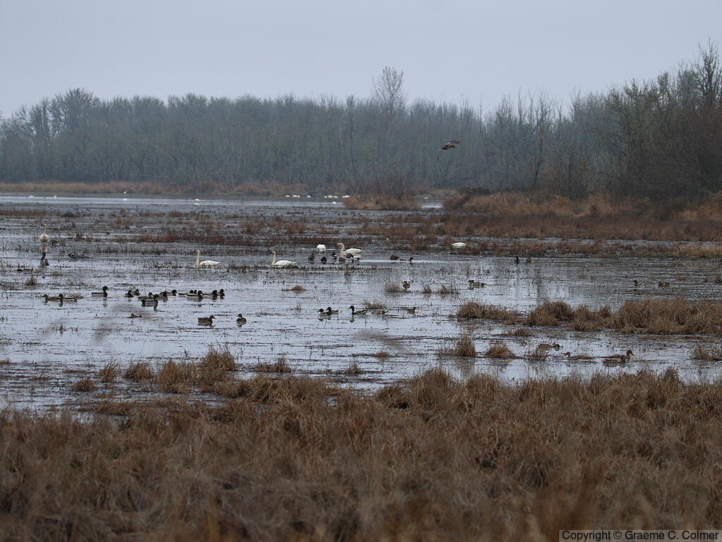 William L. Finley National Wildlife Refuge - Habitat