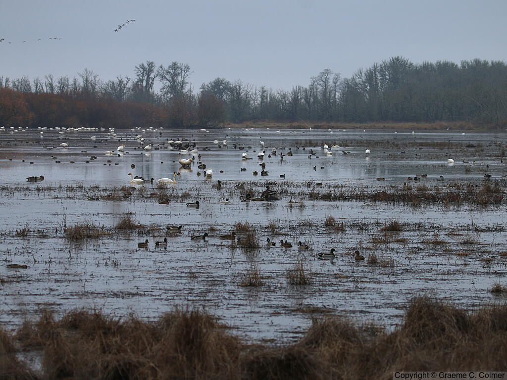 William L. Finley National Wildlife Refuge - Habitat