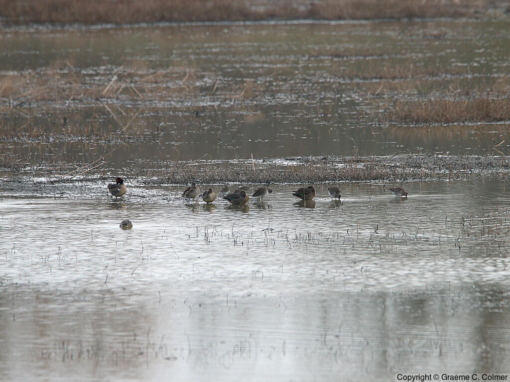 Ankeny National Wildlife Refuge - Habitat