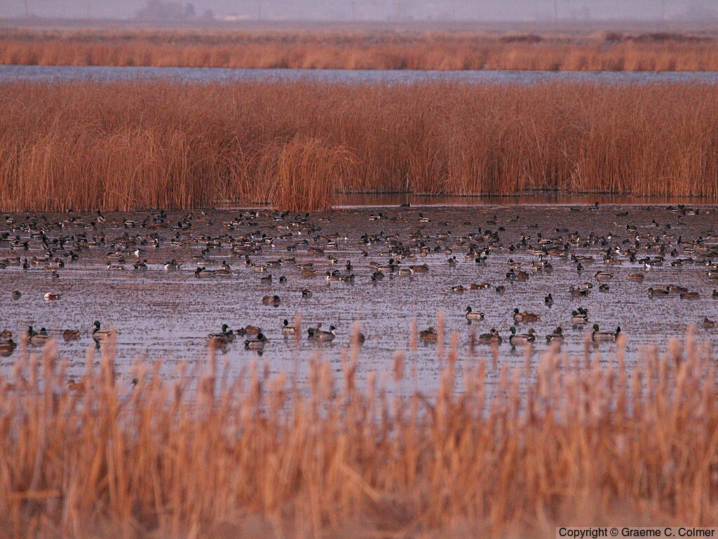 Tule Lake National Wildlife Refuge - Habitat