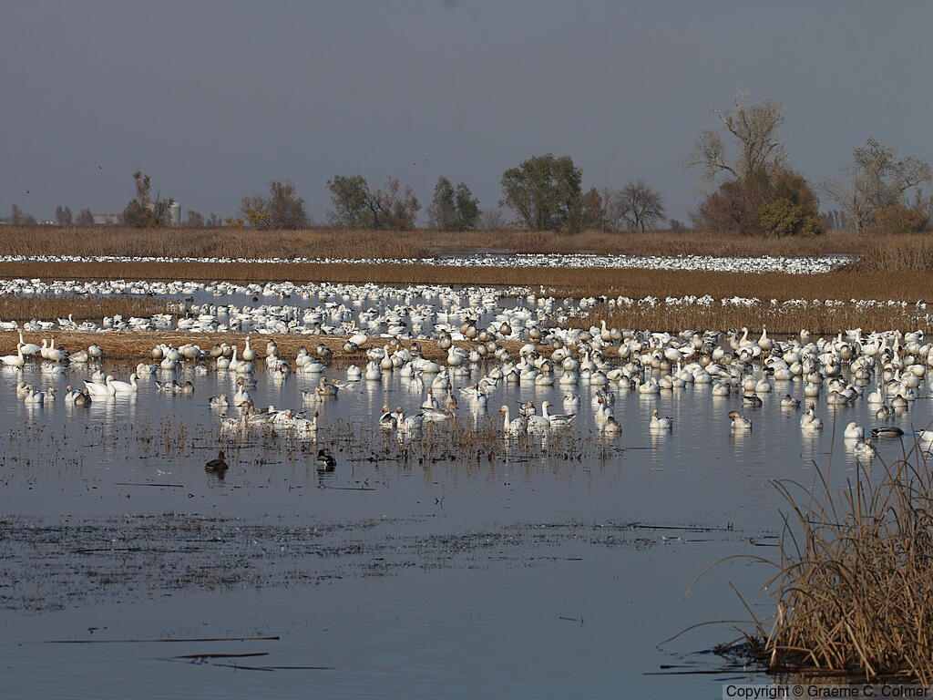 Sacramento National Wildlife Refuge - Habitat