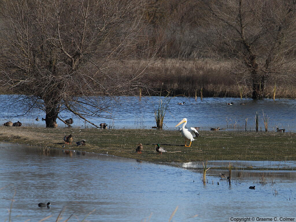San Joaquin River National Wildlife Refuge - Habitat