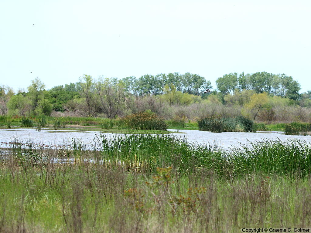 San Joaquin River National Wildlife Refuge - Habitat
