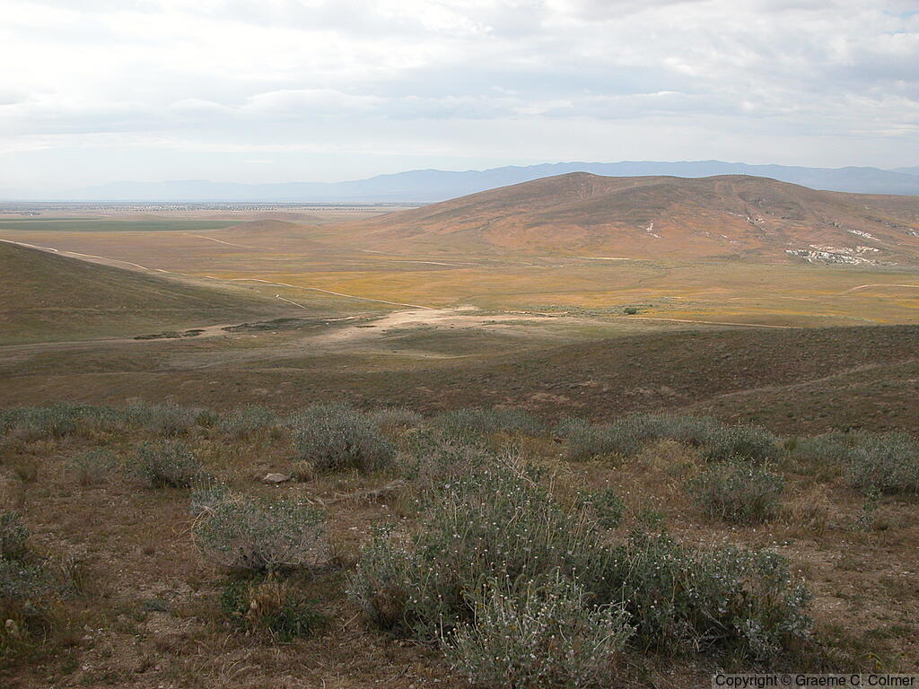 Antelope Valley California Poppy Reserve - Antelope Valley