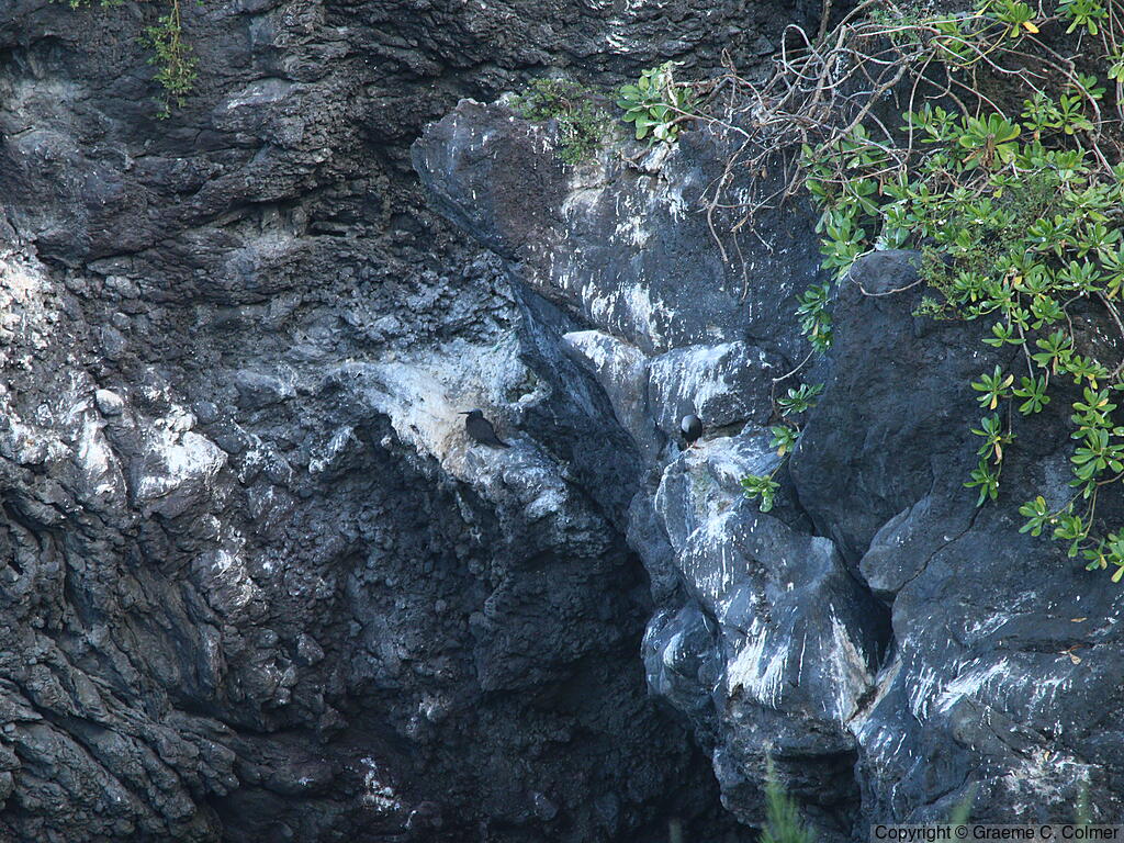 Waiʻanapanapa State Park - Landscape