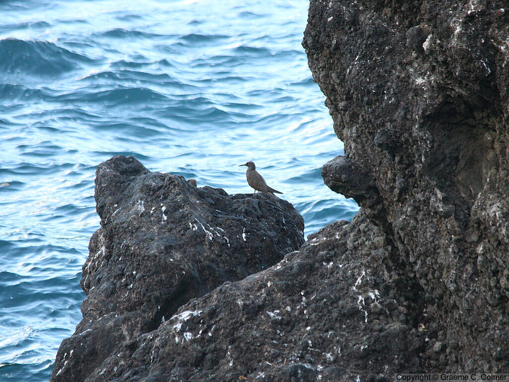 Waiʻanapanapa State Park - Landscape