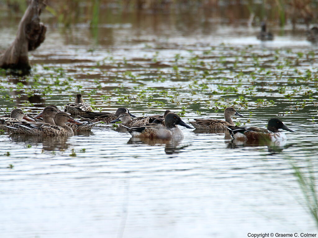 Estero Llano Grande State Park - Habitat