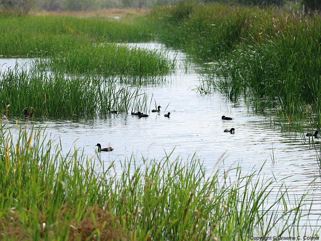 Estero Llano Grande State Park - Habitat