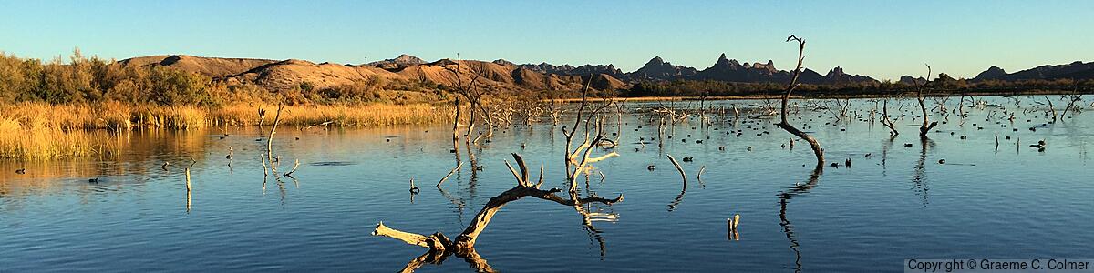 Havasu National Wildlife Refuge - Havasu National Wildlife Refuge